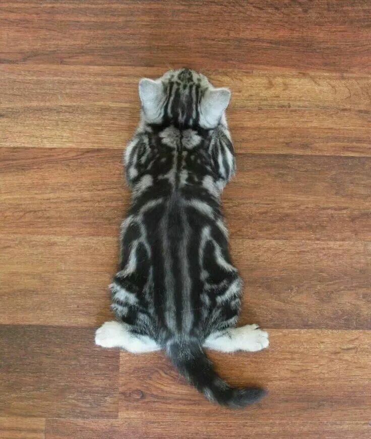 Кот мраморный окрас фото Пин от пользователя Aurora Borealis на доске Chat Сумасшедшие кошки, Самые милые