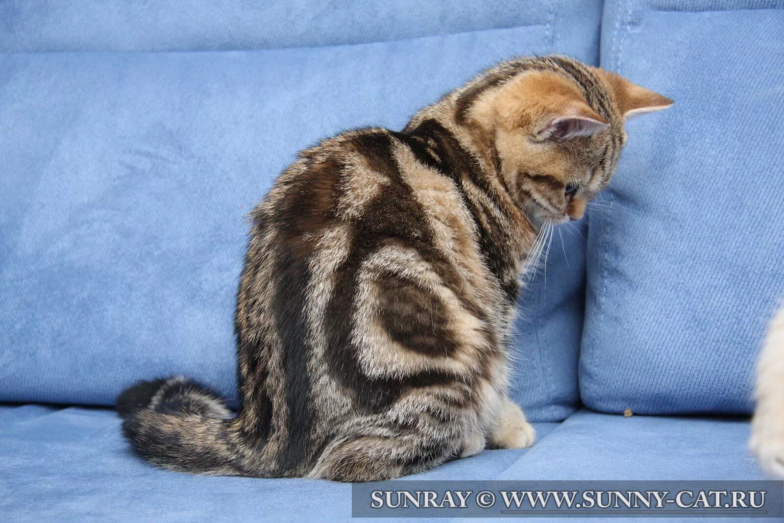 Кот мраморный окрас фото Кошка британская короткошерстная (британка) черная золотая мраморная (рыжая) Gol