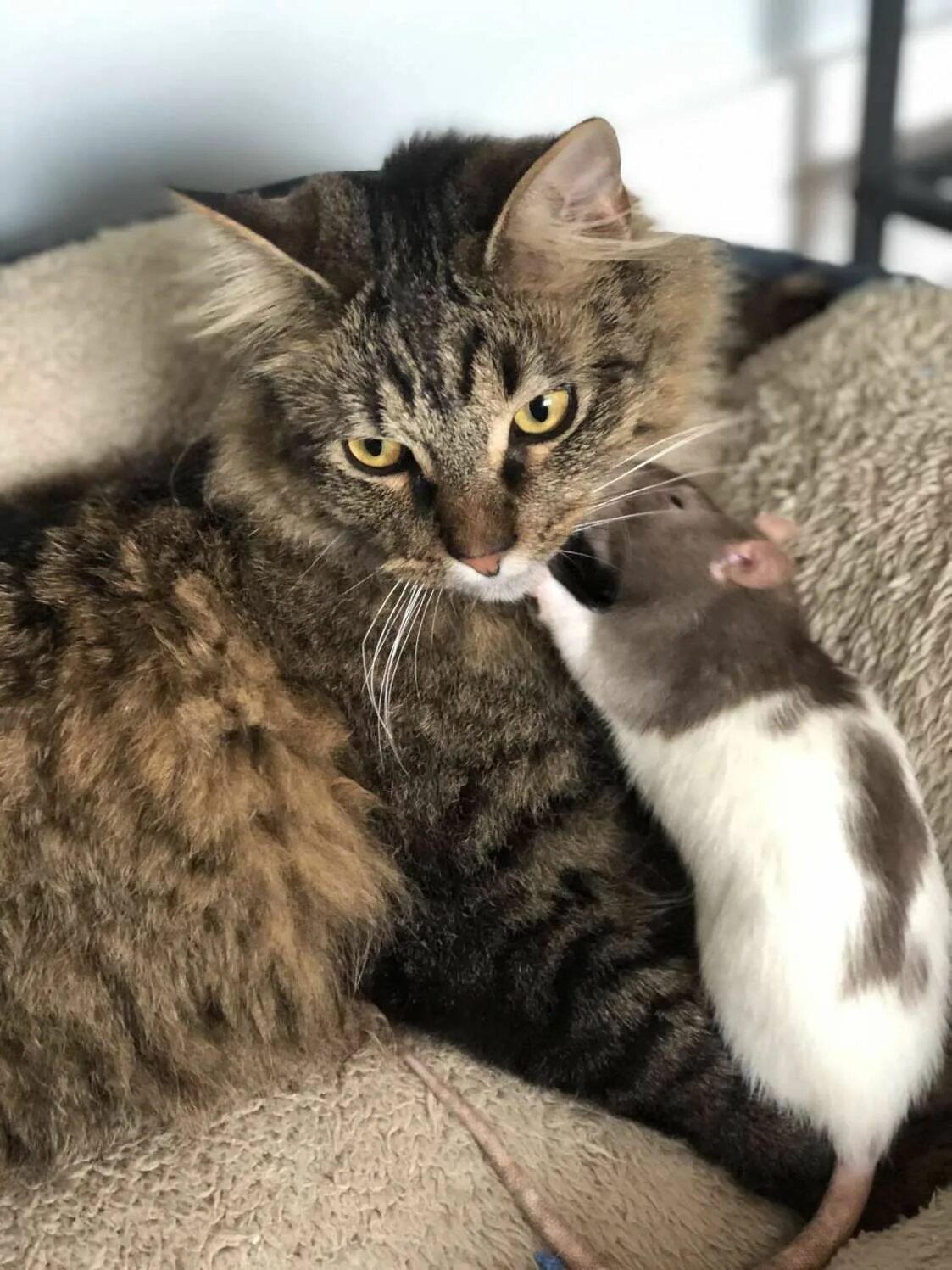 Кот мышь фото Woman Catches Her Cat Sneaking Off To Snuggle With Her Pet Rat Pet rats, Cats, F