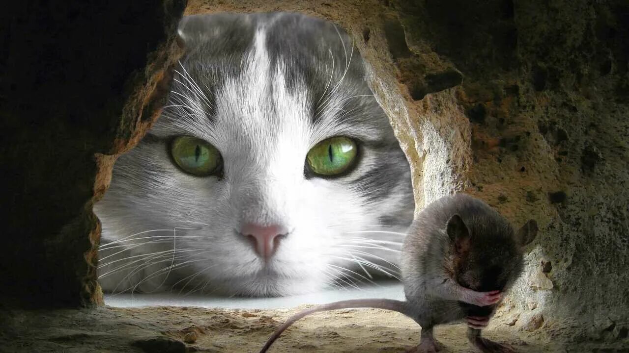 Кот мышь фото Картины и рисунки с кошками, играющими с мышкой - купить по низкой цене на Яндек