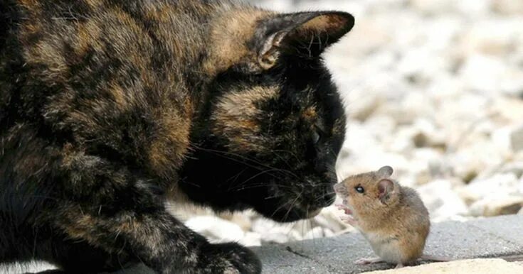 Кот мышь фото Amazing images capture moment mouse talks its way out of being eaten by cat Cats