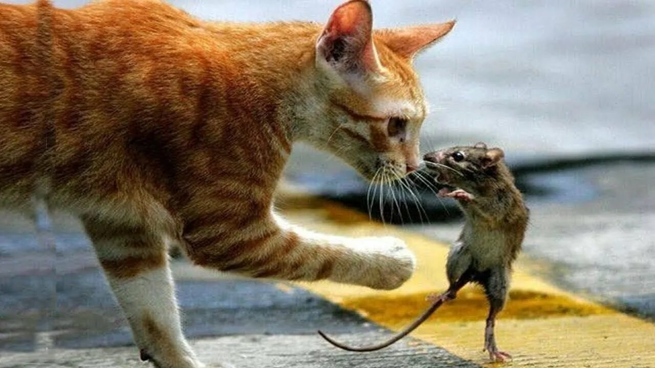 Кот мышь фото Top 5 cat and mouse Tom and Jerry in real life - YouTube