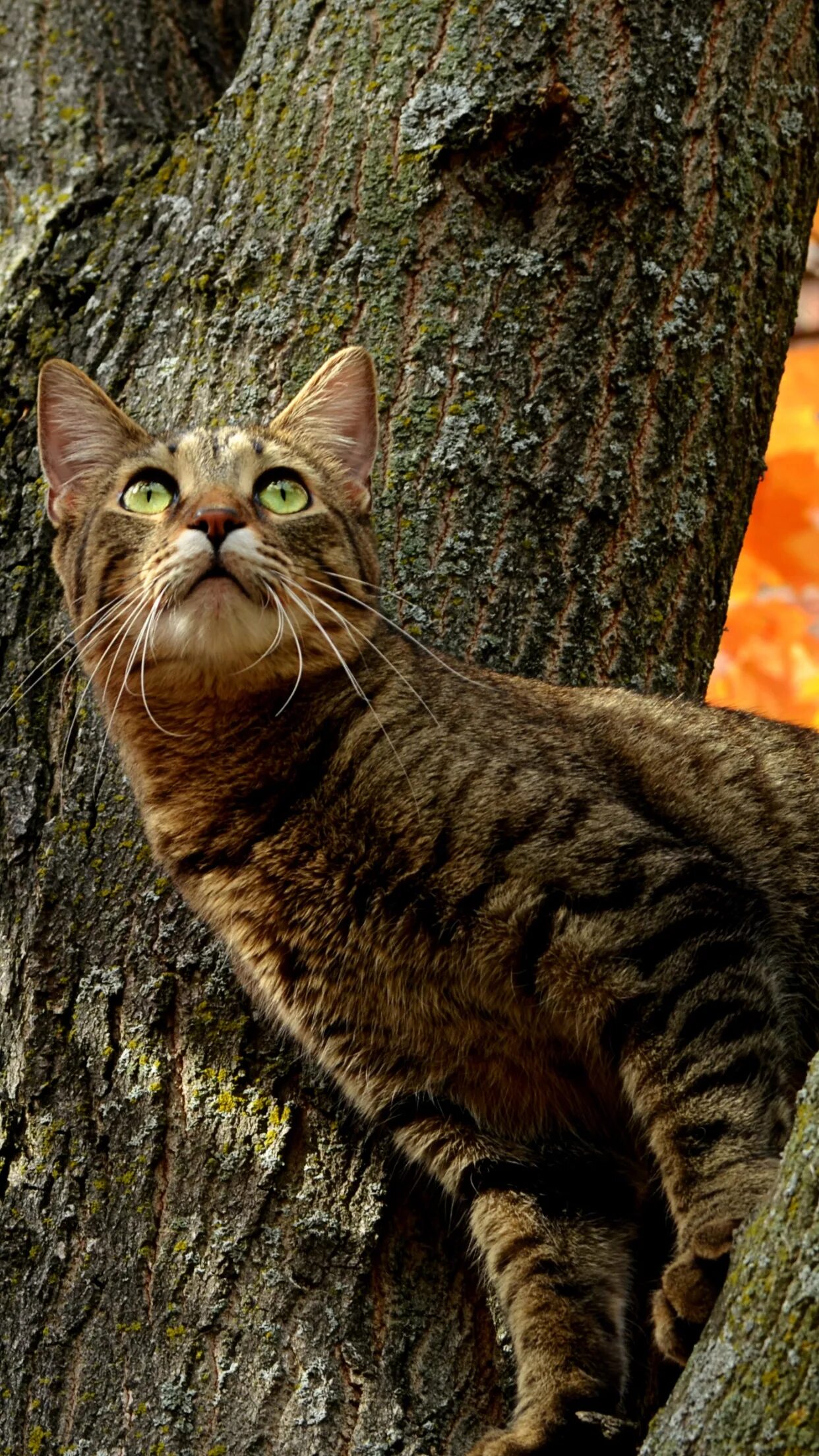 Кот на дереве фото Скачать обои Дерево, Кошка, Осень, Fall, Tree, Autumn, Cat, раздел кошки в разре
