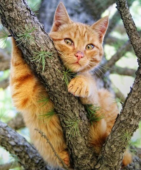 Кот на дереве фото 32 Sweet kitties ideas in 2021 cute cats, cute animals, kittens cutest