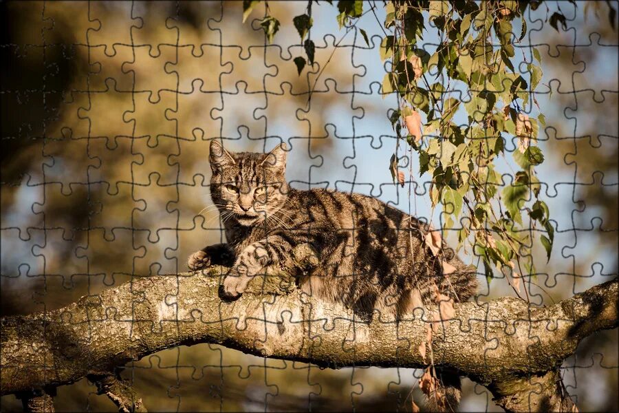 Кот на дереве фото Магнитный пазл 27x18см."Кот, дерево, природа" на холодильник - купить с доставко