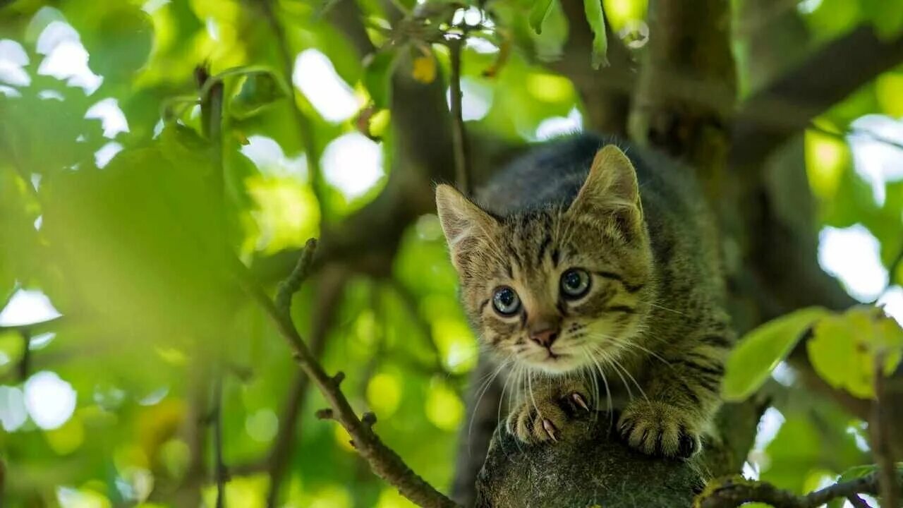 Кот на дереве фото Картина шмель и котенок - купить по низкой цене на Яндекс Маркете