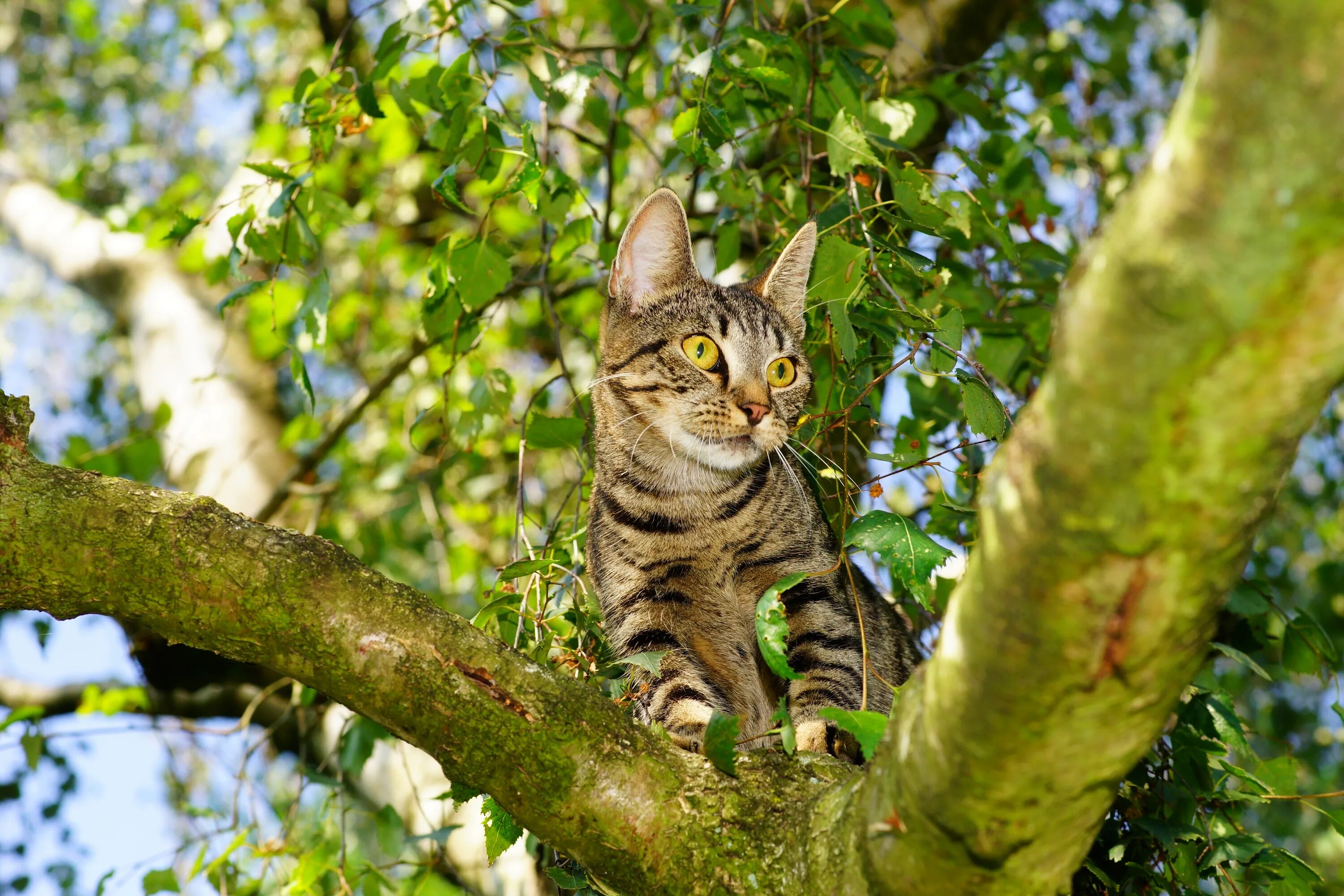 Кот на дереве фото Free Images : tree, nature, branch, flower, view, cute, wildlife, pet, fur, port