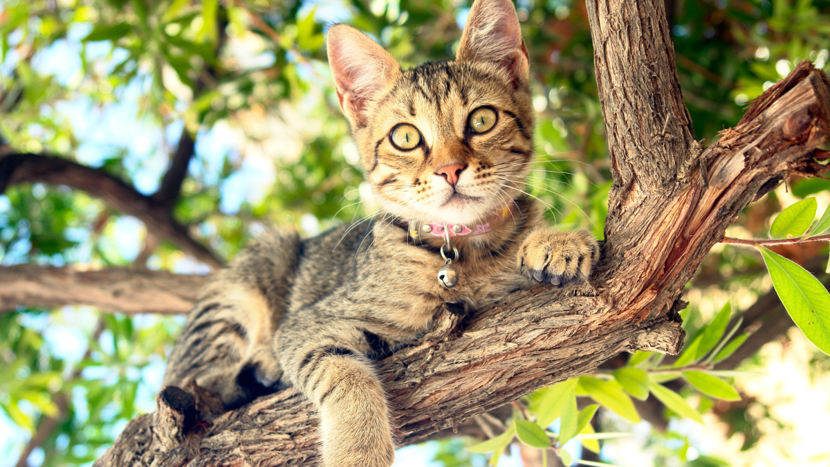 Кот на дереве фото Denver Man Rescues Over 100 Cats Using Professional Tree Climbing Skills