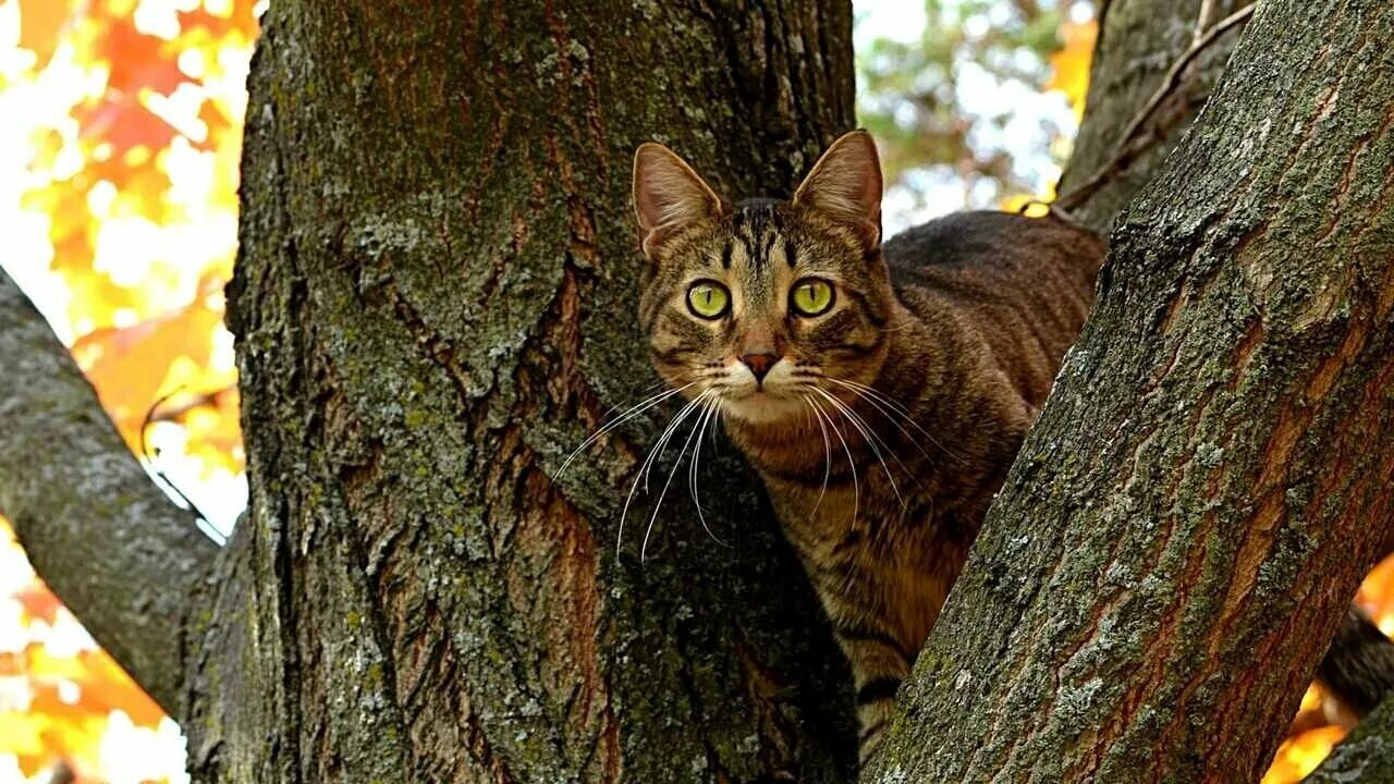 Кот на дереве фото Картина коты на дереве - купить по низкой цене на Яндекс Маркете
