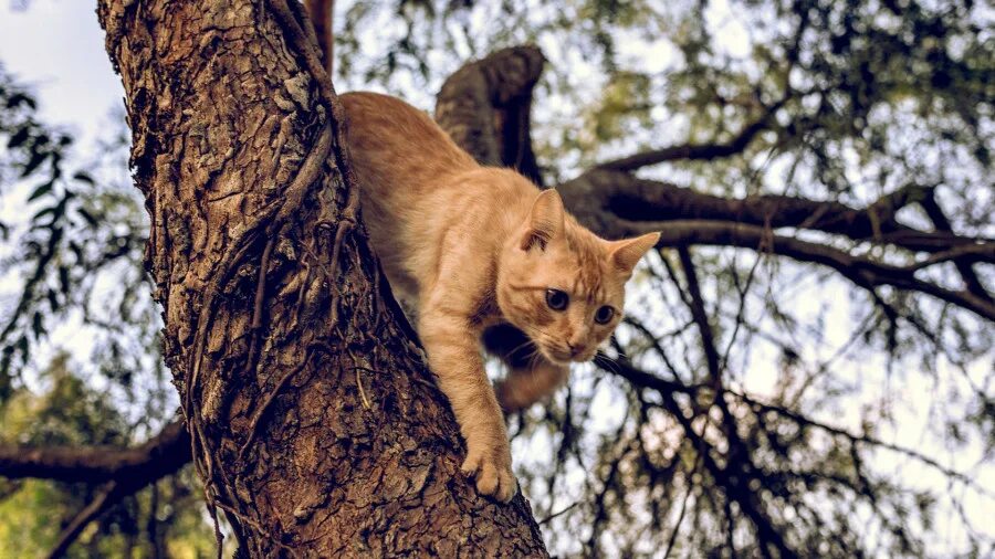 Кот на дереве фото "Вытянула за волосы из озера". Семь историй барнаульцев, которые спасали чужие ж