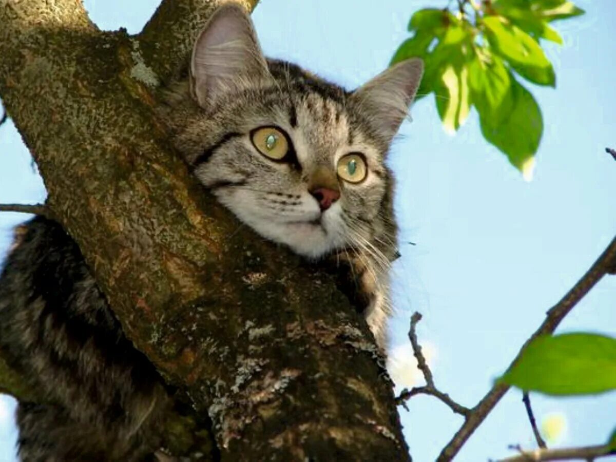 Кот на дереве фото А вы когда нибудь видели скелет кошки на дереве? Кошкин дом Дзен