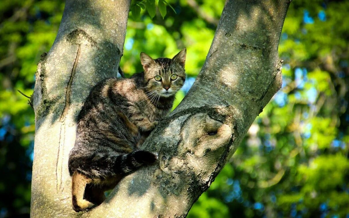 Кот на дереве фото Cat on Tree Cat background, Cats, Tree wallpaper