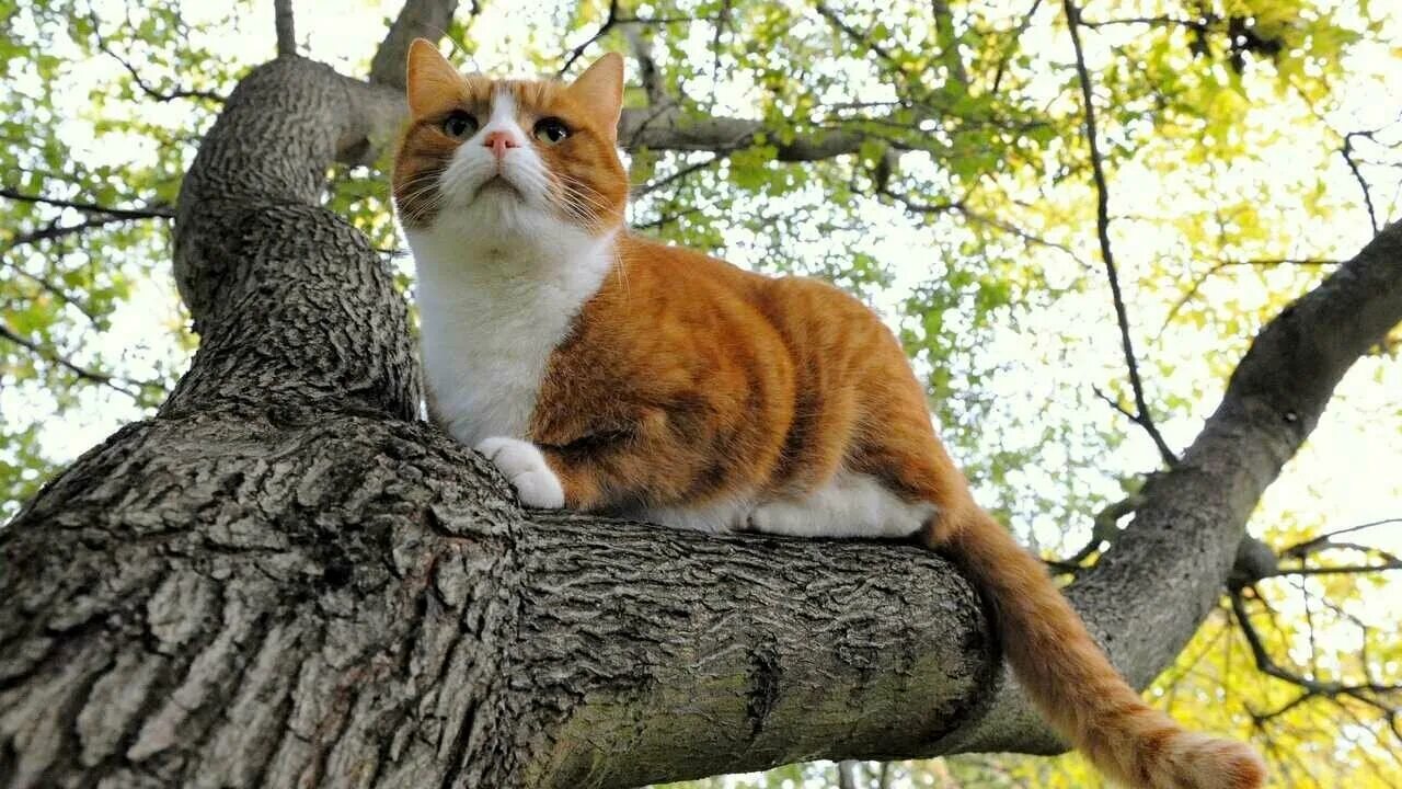 Кот на дереве фото Мерч рыжий кот - купить по низкой цене на Яндекс Маркете