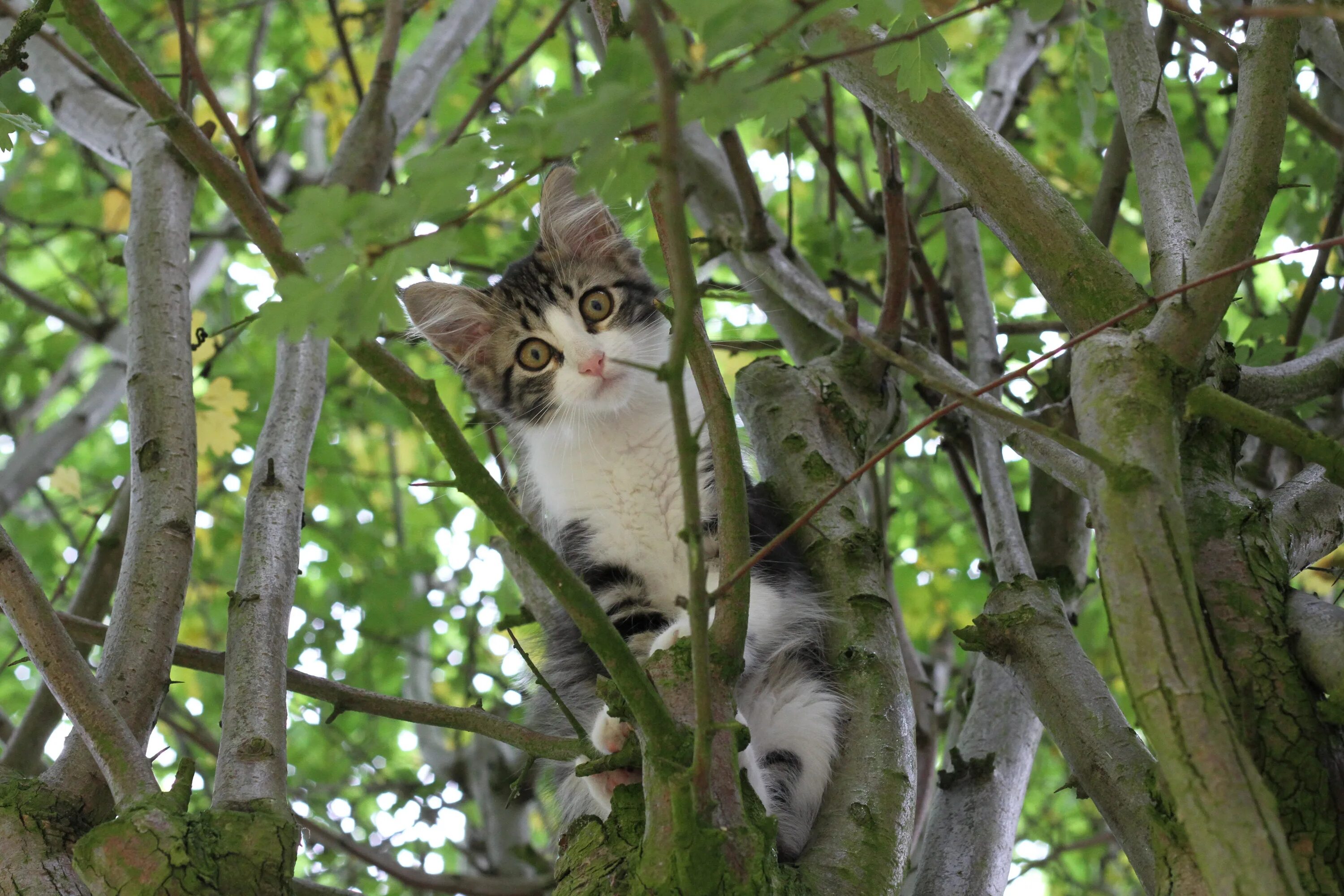 Кот на дереве фото Free Images : tree, branch, flower, wildlife, pet, jungle, kitten, cat, mammal, 
