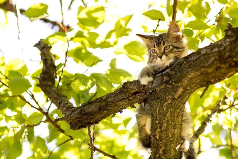 Кот на дереве фото Маленький котенок на серой предпосылке Стоковое Фото - изображение насчитывающей