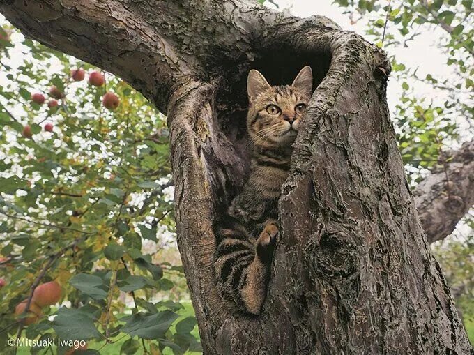 Кот на дереве фото Наблюдательный пункт 世 界 ネ コ 歩 き, 狂 っ た 猫, 美 し い 猫