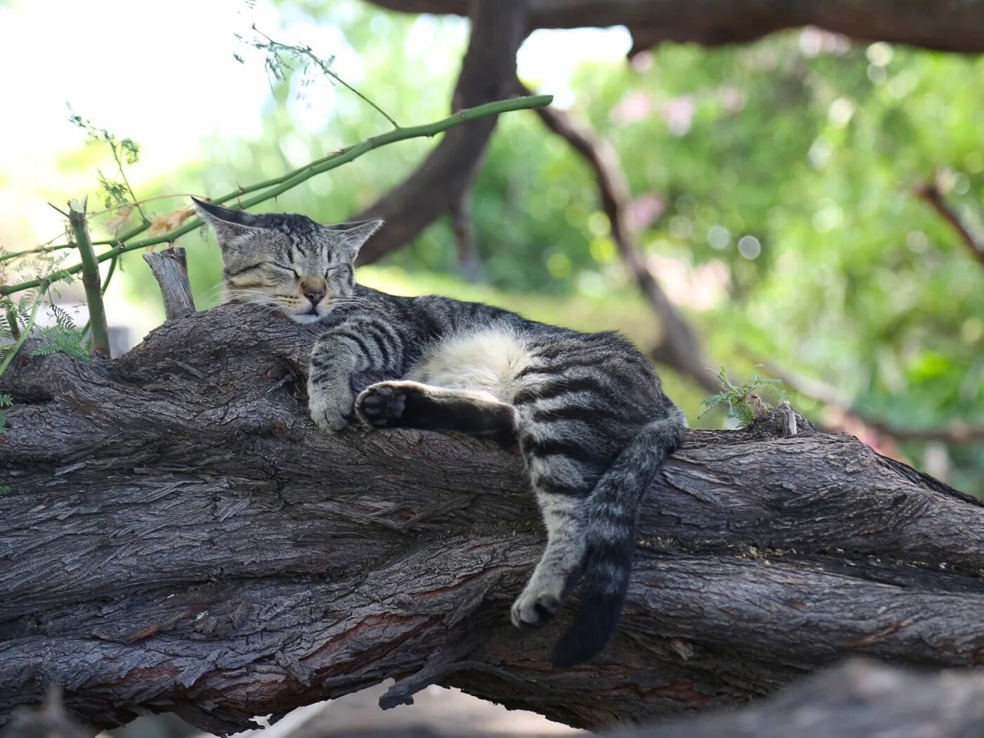 Кот на дереве фото Скачать обои кошка, кот, дерево, отдых, сон, спящая, раздел кошки в разрешении 1
