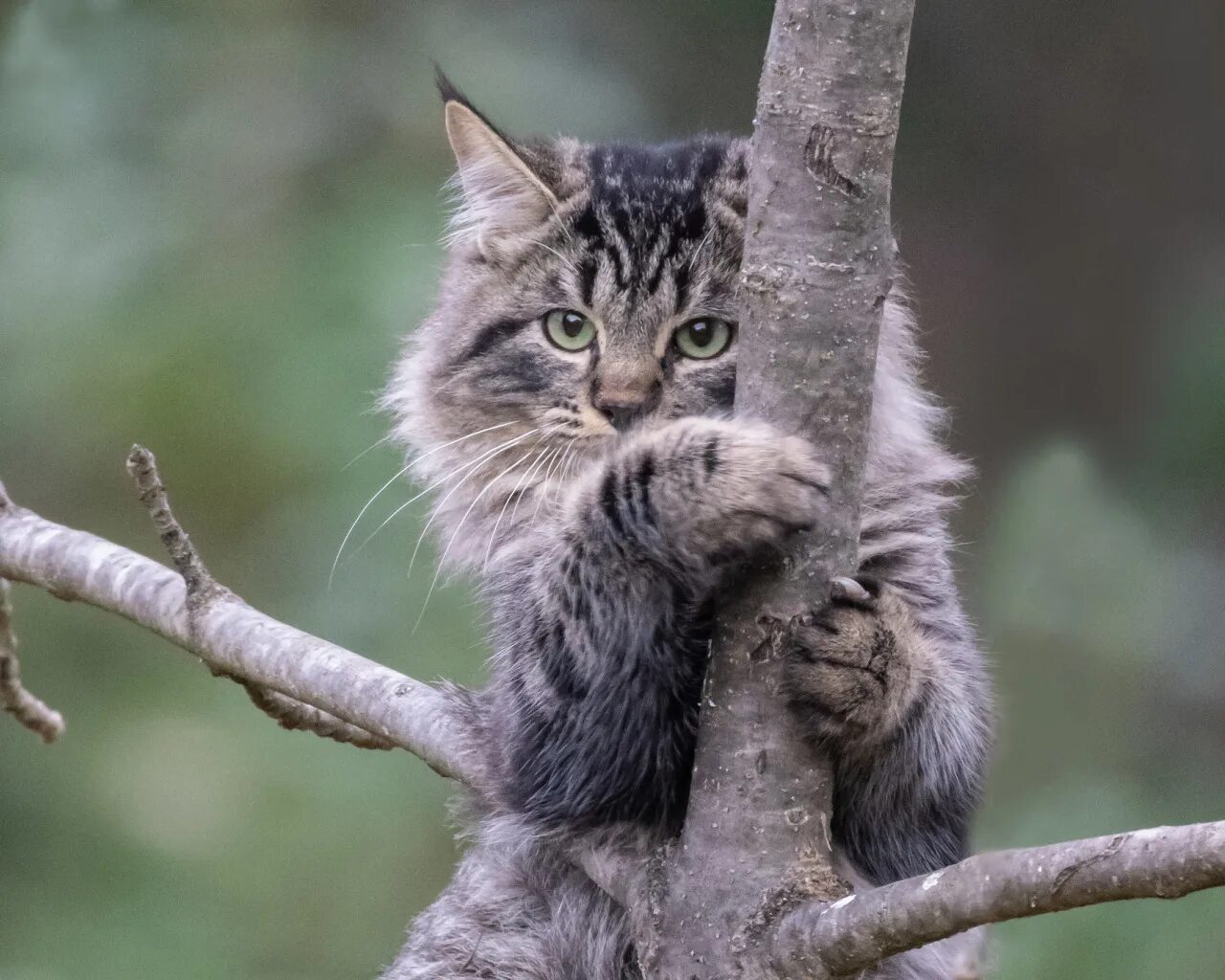 Кот на дереве фото Скачать обои кошка, кот, фон, дерево, на дереве, котейка, раздел кошки в разреше
