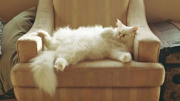 Кот на диване фото GOOD NIGHT ! CUTE DREAMS ! 2022 ветеринарная клиника "ВЕТАРТ" г.Сланцы VK