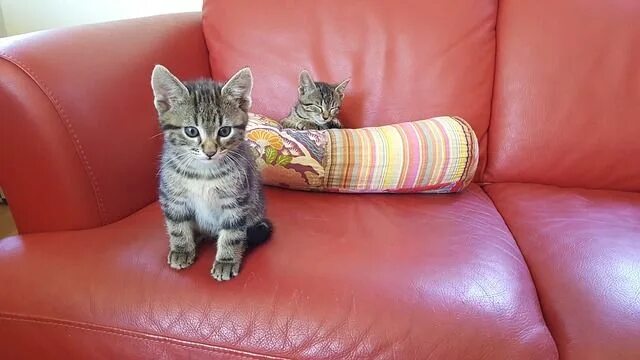 Кот на диване фото Kittens Sofa - Free photo on Pixabay Gatos, Xixi de gato, Animais bonitos