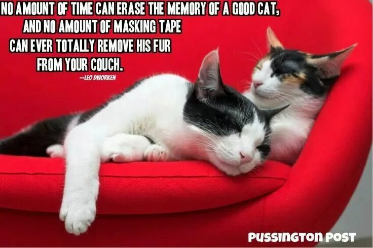 Кот на диване фото Pin by L.a. Presas on All cats Cat sleeping, Cats, Outdoor cats