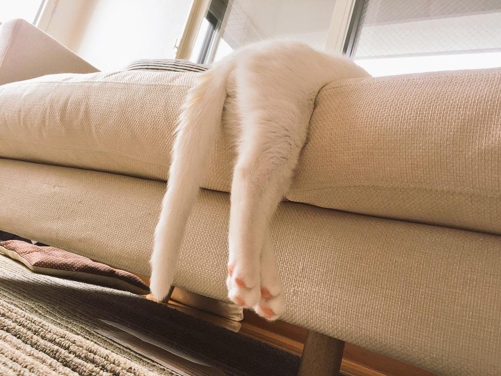 Кот на диване фото Учитесь у котиков безделью... Без кота и жизнь не та Фотострана Пост № 217294008