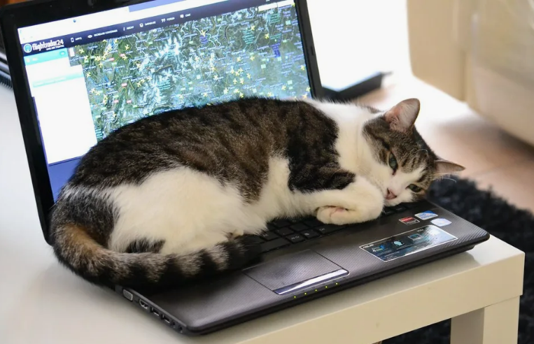 Кот на клавиатуре фото Ответы Mail.ru: Почему котикам компьютеры не нравятся?