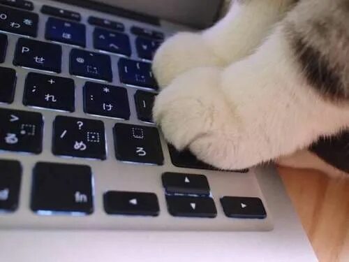 Кот на клавиатуре фото catasters Cat paws, Paws and claws, Funny cats