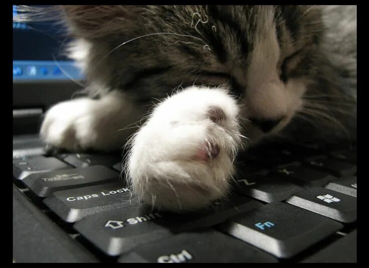 Кот на клавиатуре фото I'm waiting for the mouse to move... Animales, Paisajes