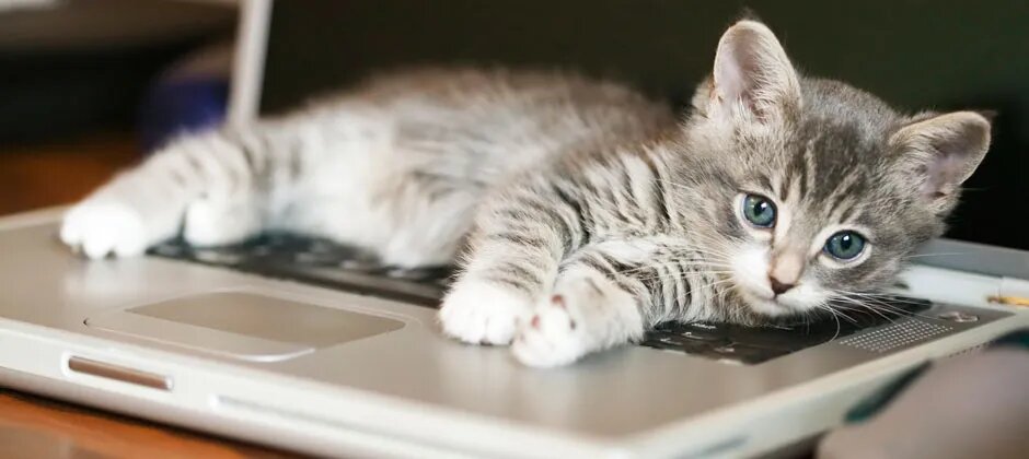 Кот на клавиатуре фото Учёный объяснил, почему коты любят сидеть на ноутбуке Ferra.ru Дзен