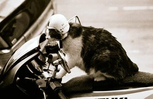 Кот на мотоцикле фото Community Post: Cats Riding Motorcycles Funny animals, Funny cute cats, Animals