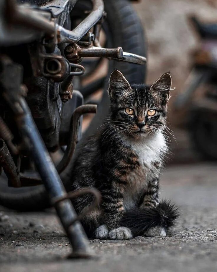 Кот на мотоцикле фото Кот байкер Gatos, Foto, Motos