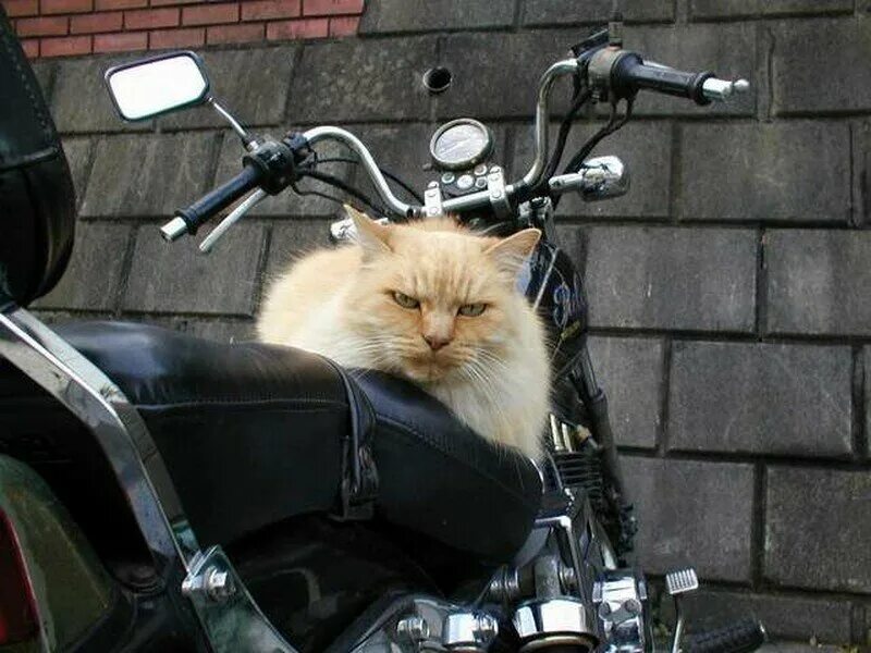 Кот на мотоцикле фото L73moto, motorcycle school, Moscow, Pravoberezhnaya Street, 1Б - Yandex Maps