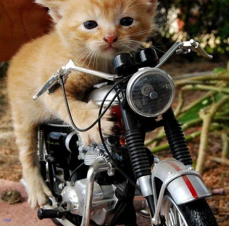 Кот на мотоцикле фото ZOOM ZOOM ZOOM....It's Caturday Funny cat pictures, Cats, Cute cats
