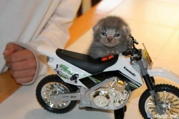 Кот на мотоцикле фото Jason enjoys his new job selling bikes to Barbies Happy cat, Baby cats, Cute cat