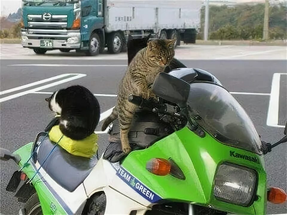 Кот на мотоцикле фото Pin by Ab Hamid on Funny Cat Funny cat pictures, Cute cats, Funny cat photos
