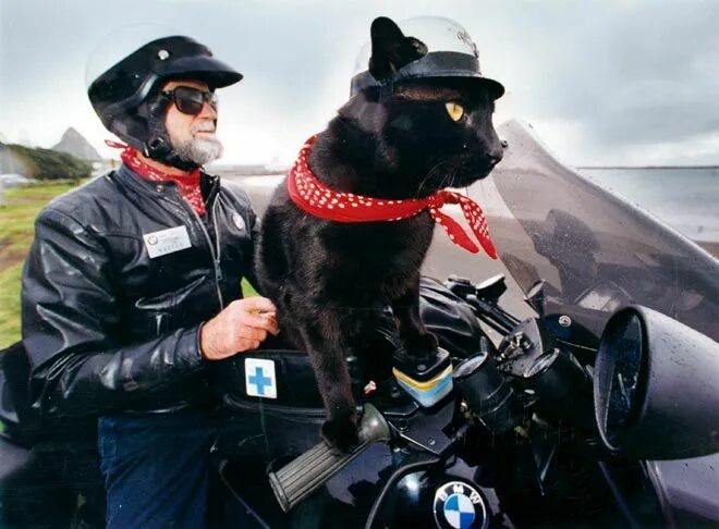 Кот на мотоцикле фото Rastus the motorcycle-riding cat - Motorcycles Rastus, Cats, Cat portraits