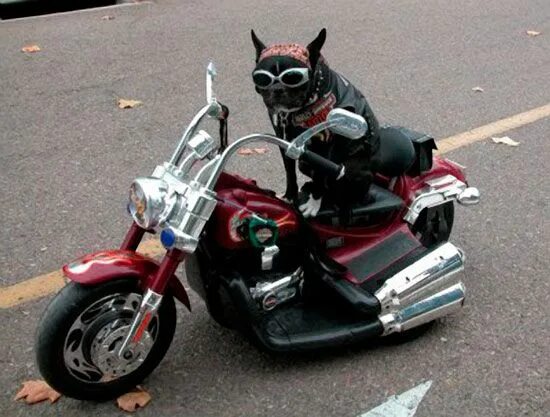 Кот на мотоцикле фото Pin by tyla wallace on baes Motorcycle, Dogs, Motorcycle humor