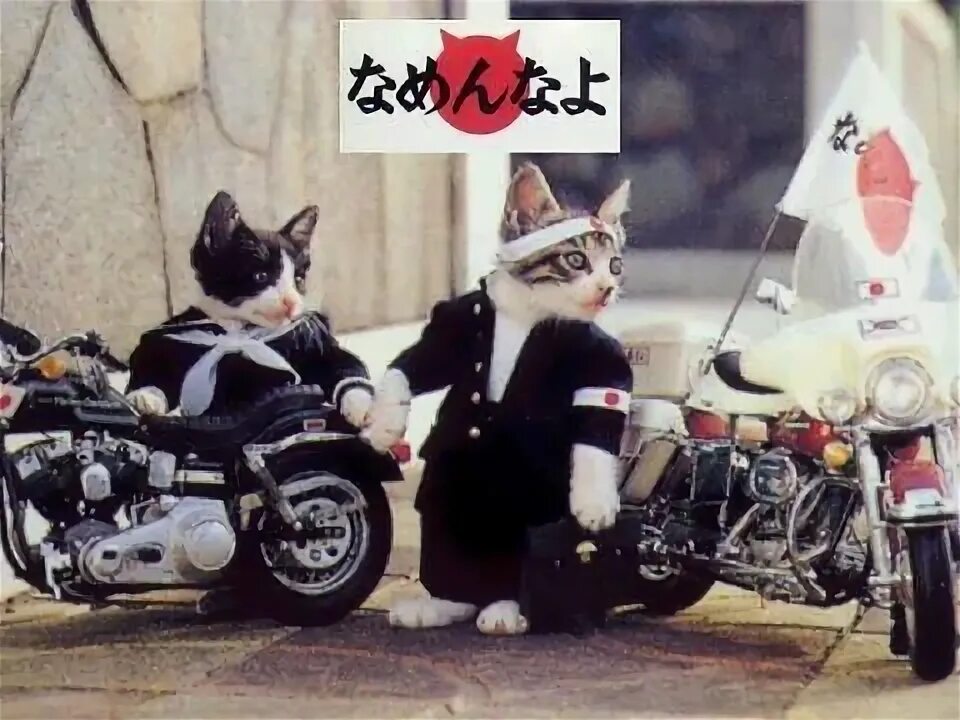 Кот на мотоцикле фото Harley Davidson Japanese cats 猫*子 猫, な め 猫, に ゃ ん こ