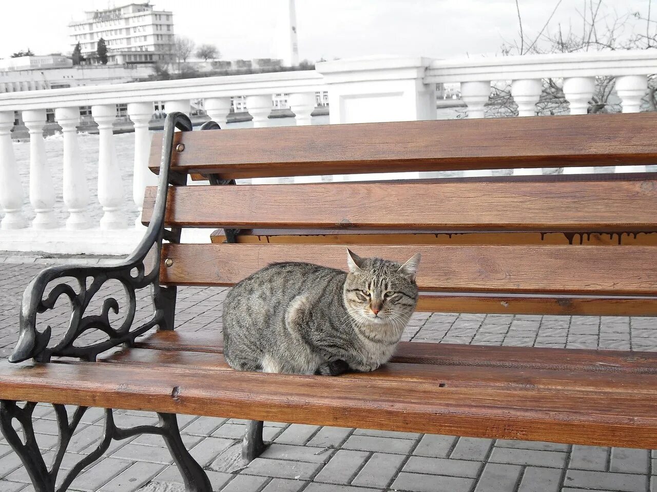 Кот на нитке октябрьский бул 5 фото Котики - муркотики - 10 ноября 2017 в 05:23