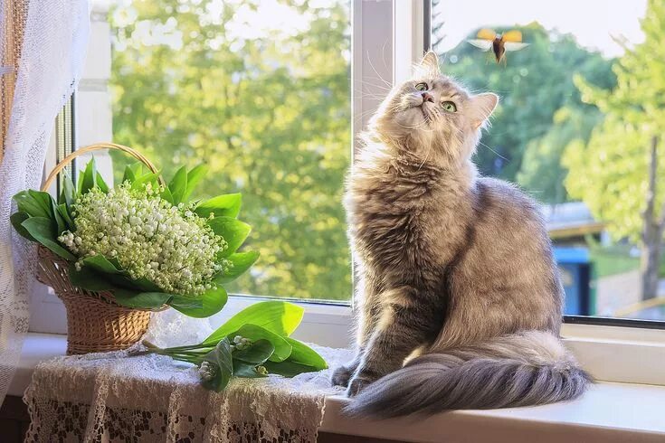 Кот на подоконнике фото Ирина Приходько Натюрморт, Родео, Фотограф