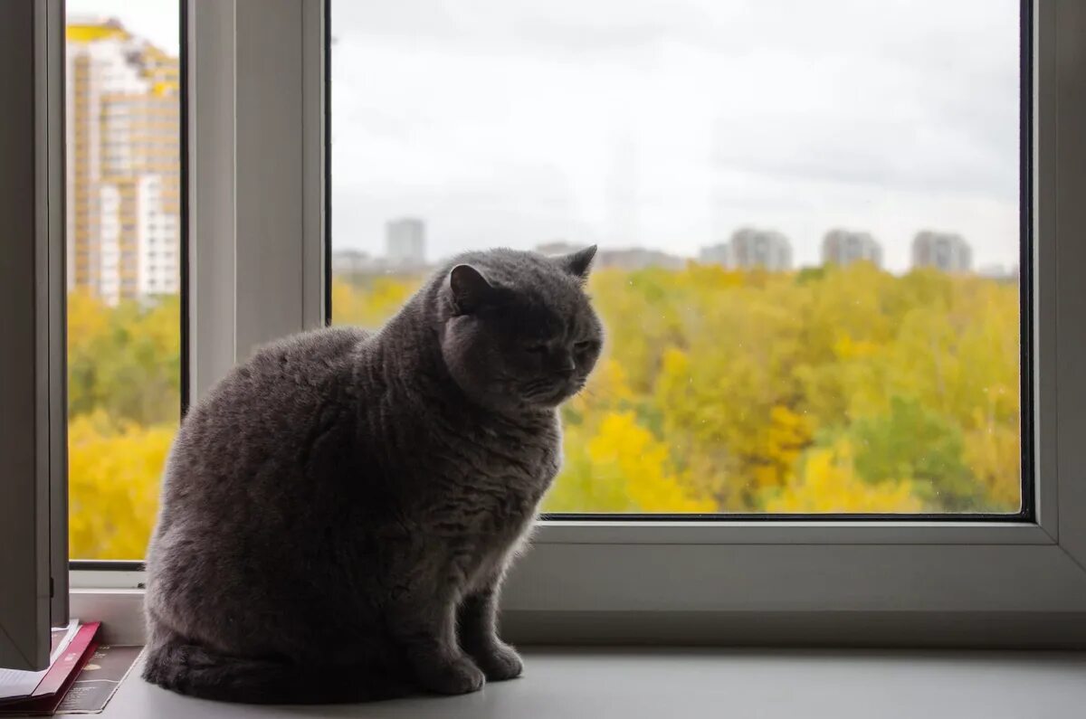 Кот на подоконнике фото Адаптация кота в новом доме: несколько полезных советов Шиманов и Еда Дзен