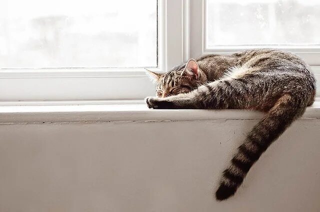 Кот на подоконнике фото Charlie Cat Cats, Cat sleeping, Future cat lady