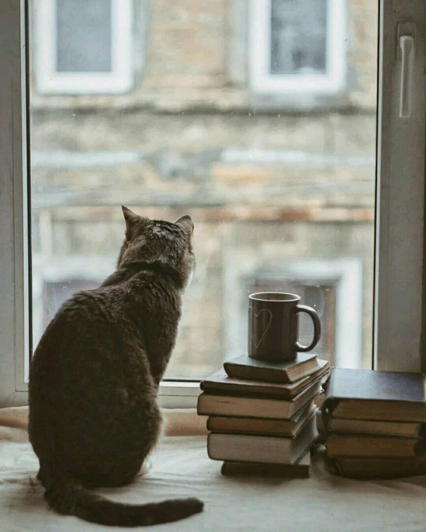 Кот на подоконнике фото Уютная группа - cozypub Fotografia di gatti, Gattini piccoli, Foto con animali