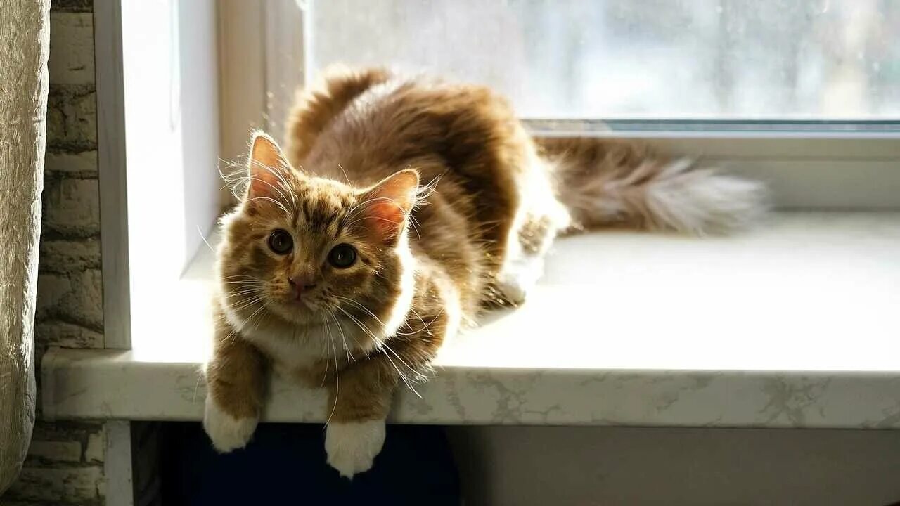 Кот на подоконнике фото Окно для кошек купить - купить по низкой цене на Яндекс Маркете