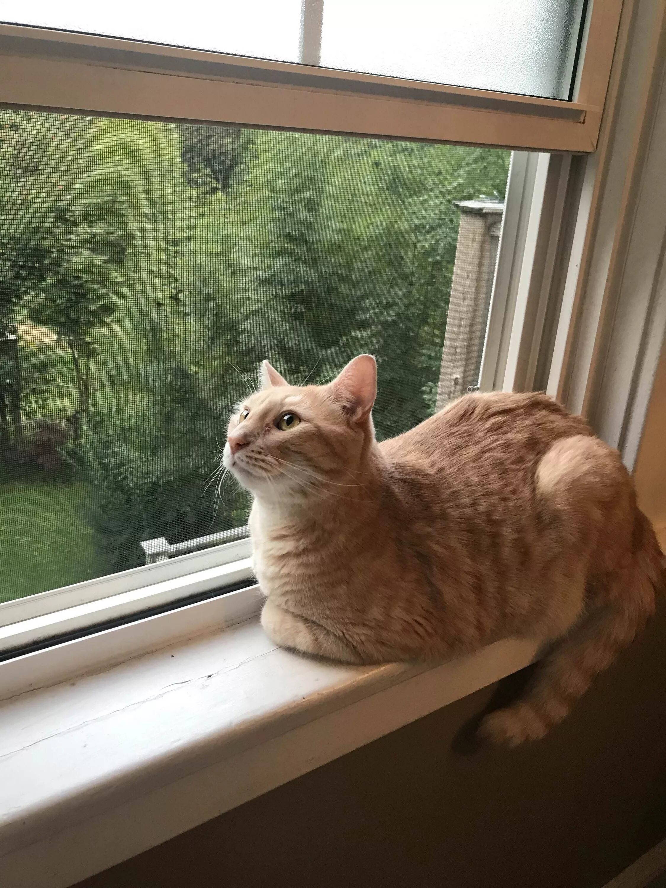 Кот на подоконнике фото Loaf cooling on the window sill Coisas de gato, Gatinhos fofos, Animais