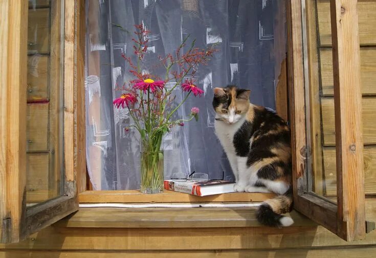 Кот на подоконнике фото Кошка на окошке... - Ludmila Dubrava - ЛенсАрт.ру Сумасшедшие кошки, Милые котик