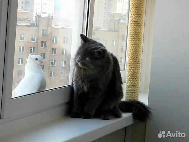 Кот на подоконнике фото Окна пвх купить в Краснодаре Товары для дома и дачи Авито