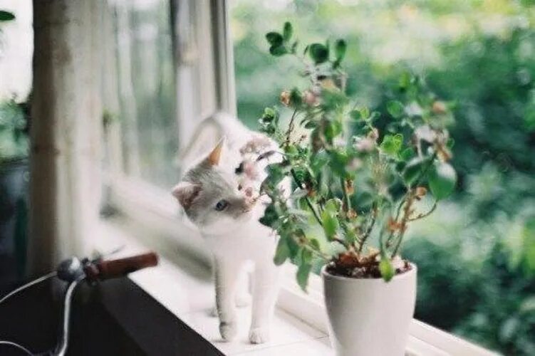 Кот на подоконнике фото Я хочу самых простых, самых обыкновенных вещей. Я хочу порядка, - Статусы и цита