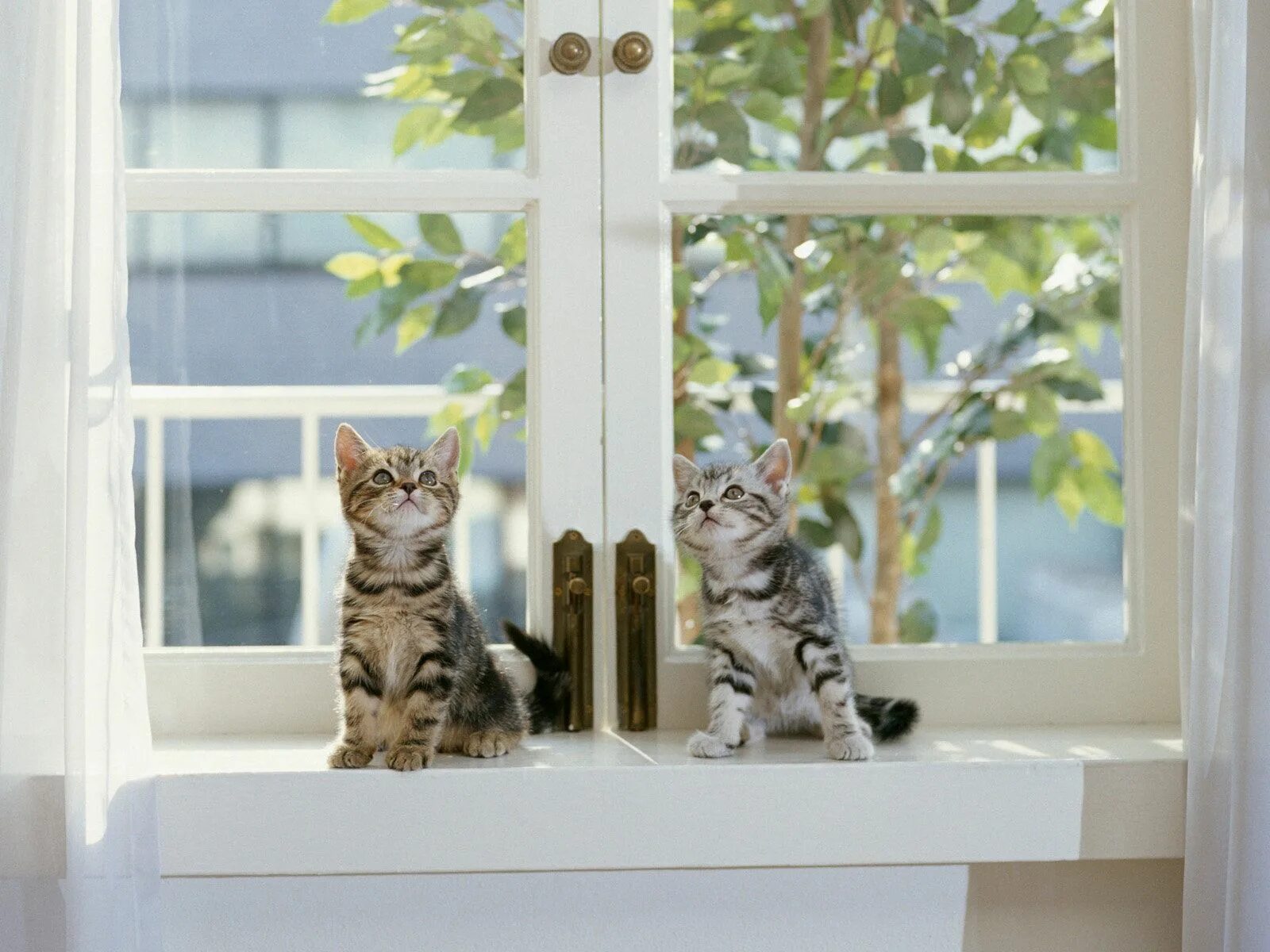 Кот на подоконнике фото два кота на окне  - Пошук Google Cats, Animals, Cat wallpaper